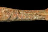 Oligocene Fossil Artiodactyla (Diplobune) Jaw Section - France #154984-3